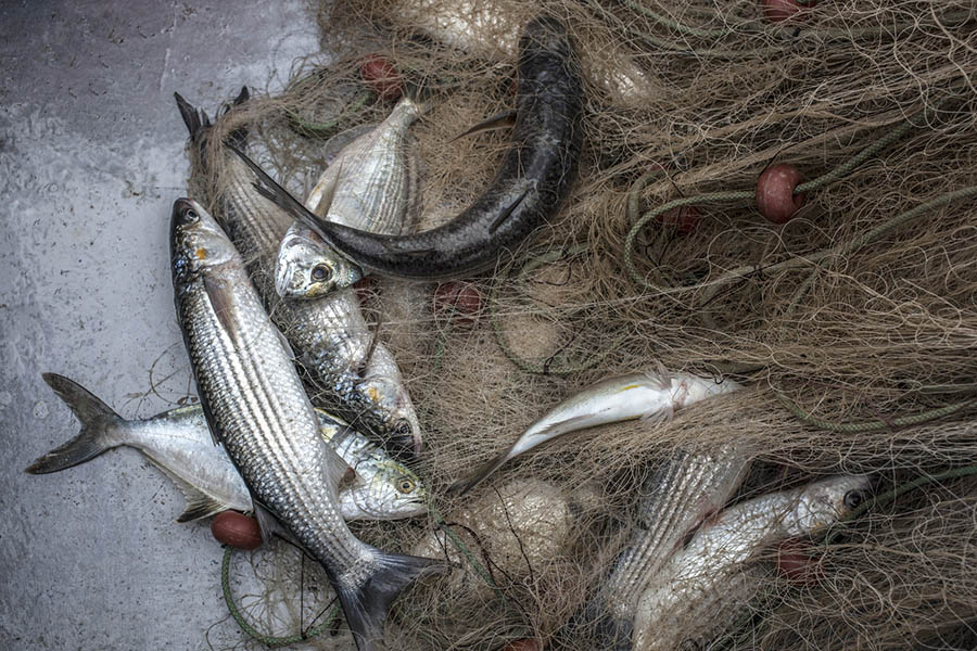 <span>Work</span>Huge Catch of Fish